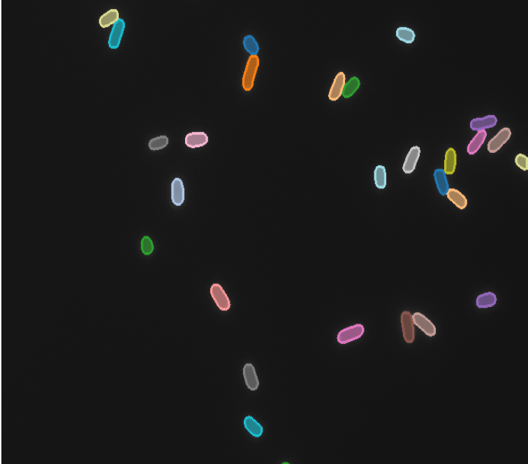 Microscope image of bacteria with computer-generated outlines around each cell.