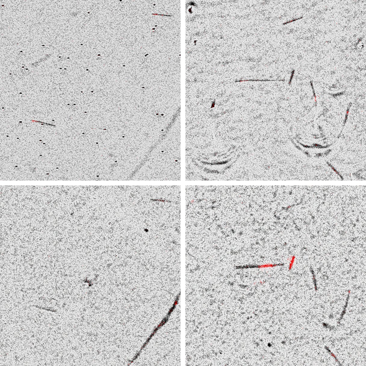 Two real IRM microtubule images in the top row and the images DiffuMT generated from their masks in the bottom row