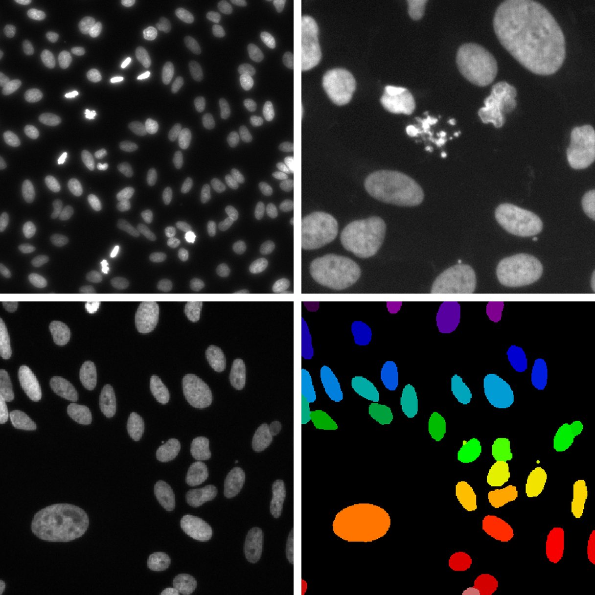 Fluorescence microscopy images of cell nuclei from the Broad Bioimage Benchmark Collection, and a colour-coded segmentation of one of them